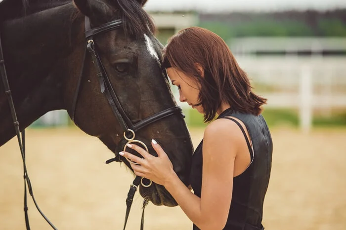equipement pour animaux equidé