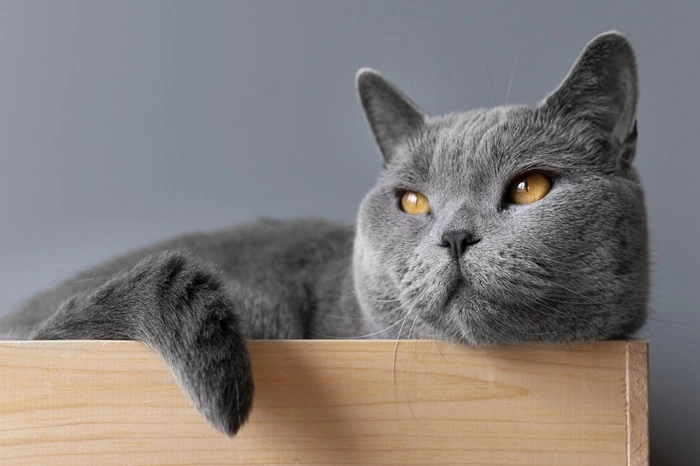 equipements pour animaux chats