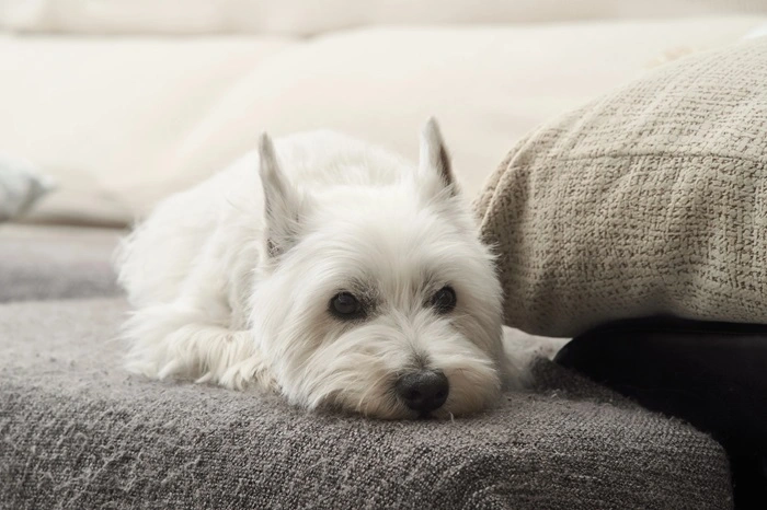equipements pour animaux chiens